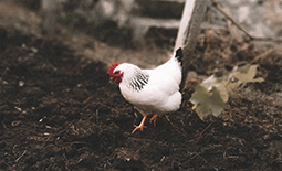 美味しい壺焼き芋ができるまで―　その② イメージ